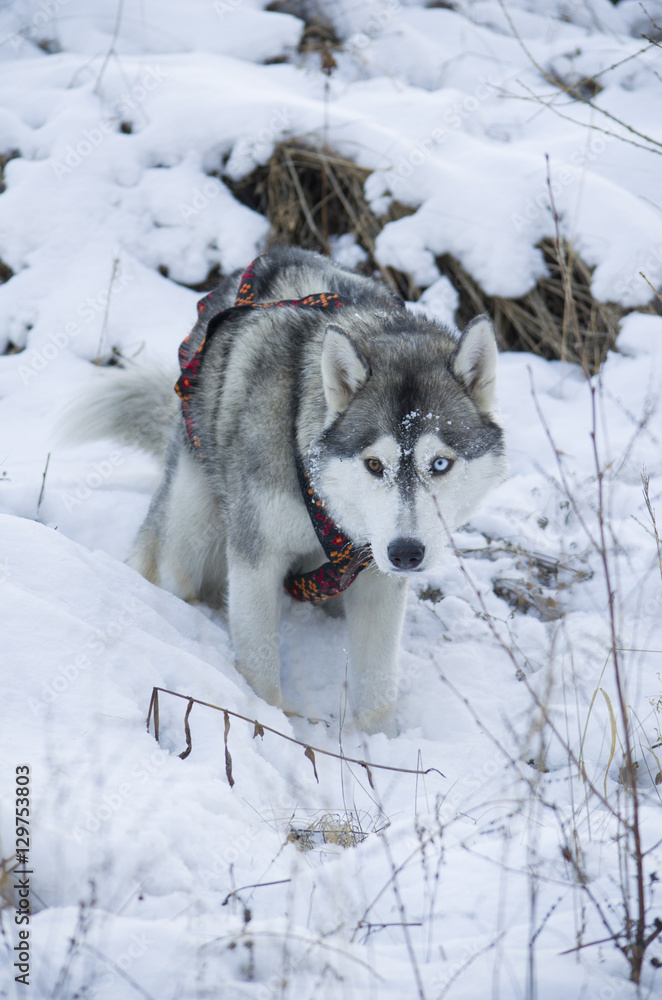 Fototapeta premium Dog breed 