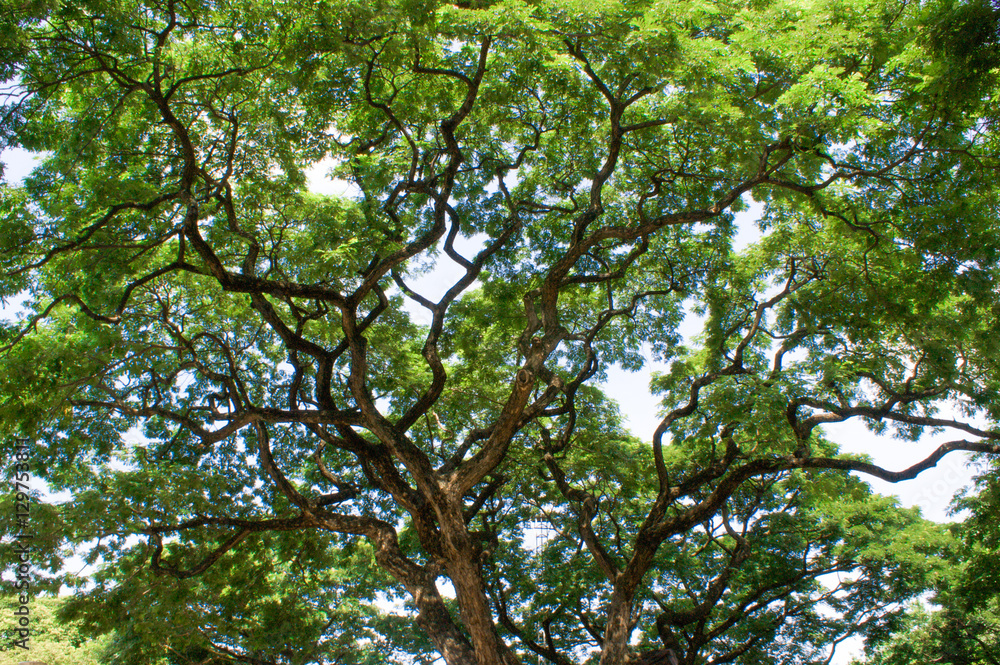 Tree branch with vivid green leafs. Tree branch with vivid green leafs.