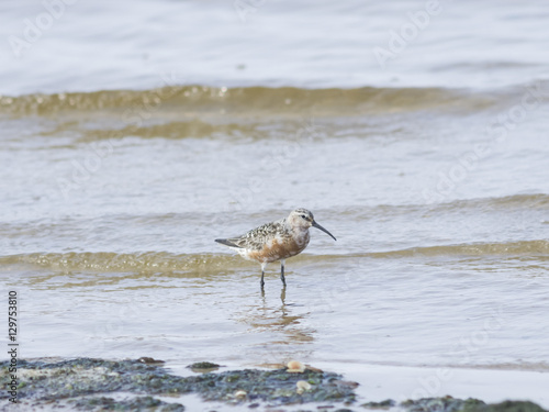 Curlew Sandpiper, Calidris feruginea, at sea shoreline searching for food, close-up portrait in tide, selective focus, shallow DOF