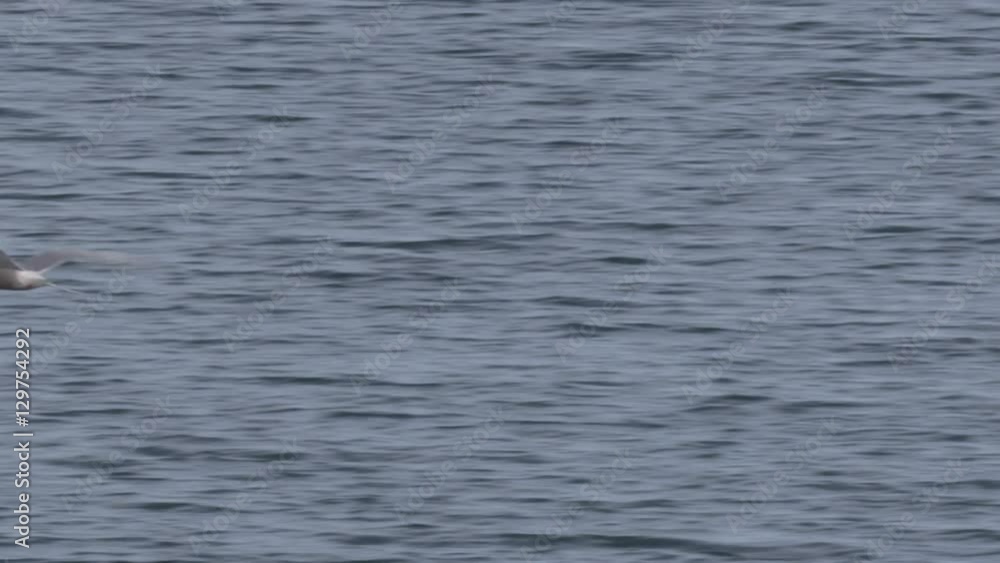 Slow Motion - Close on Arctic Tern Flying Slow Motion - Close on Arctic Tern Flying