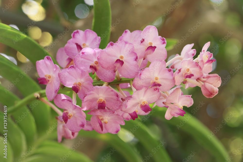 Bunch of pink Ascocentrum orchid flower, sweet soft focus floral Bunch of pink Ascocentrum orchid flower, sweet soft focus floral