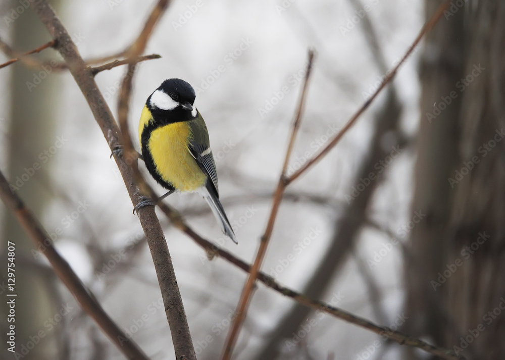 titmouse in the winter forest titmouse in the winter forest
