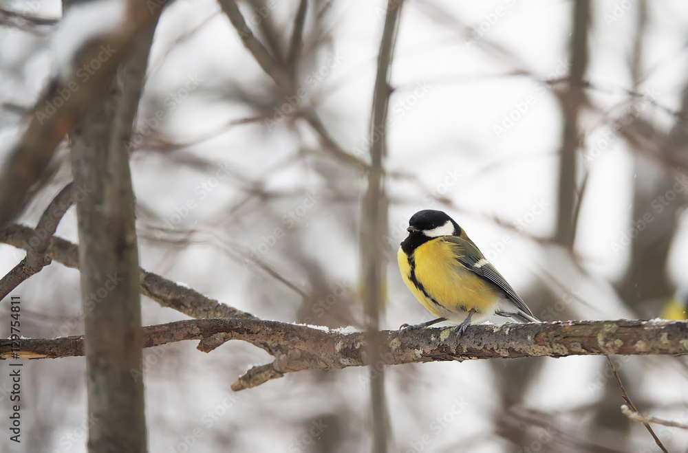 titmouse in the winter forest titmouse in the winter forest