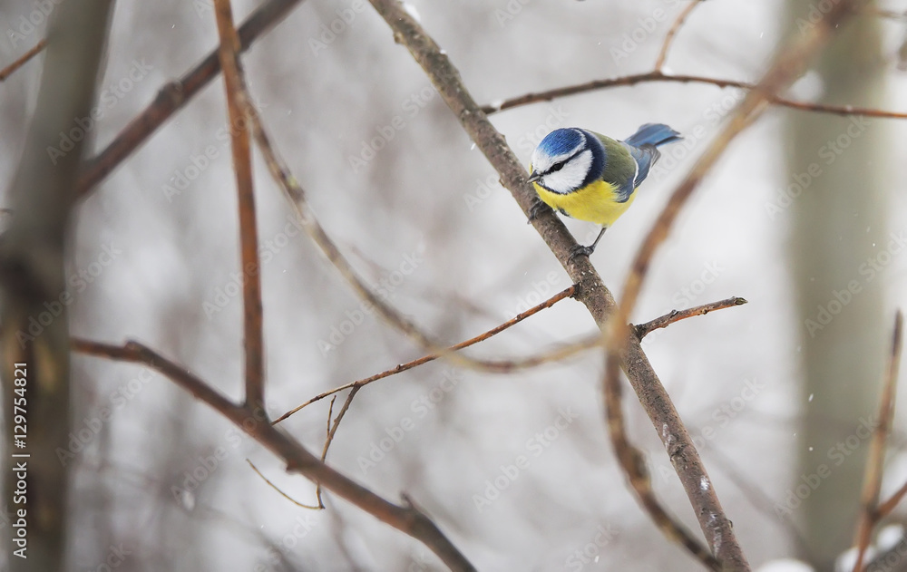 Naklejka premium titmouse in the winter forest