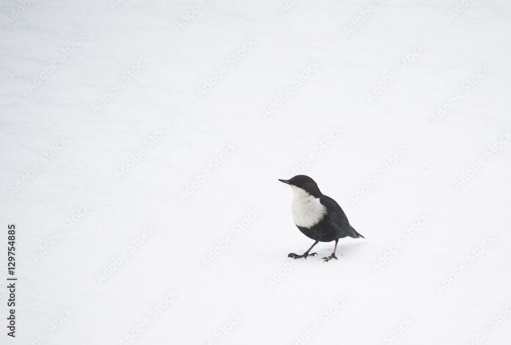 Dipper on the river in winter Dipper on the river in winter