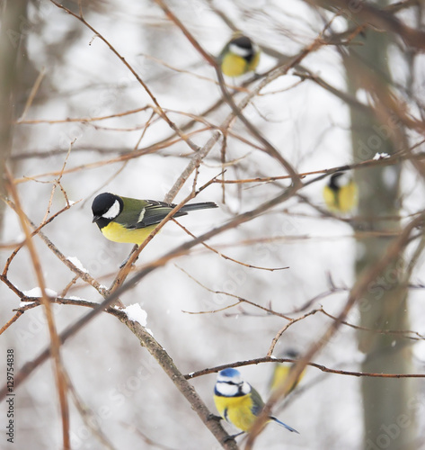 titmouse in the winter forest