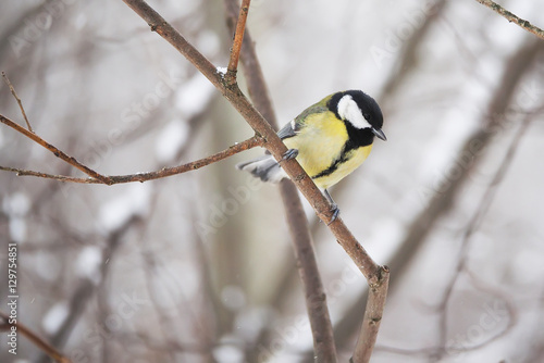 titmouse in the winter forest © enskanto