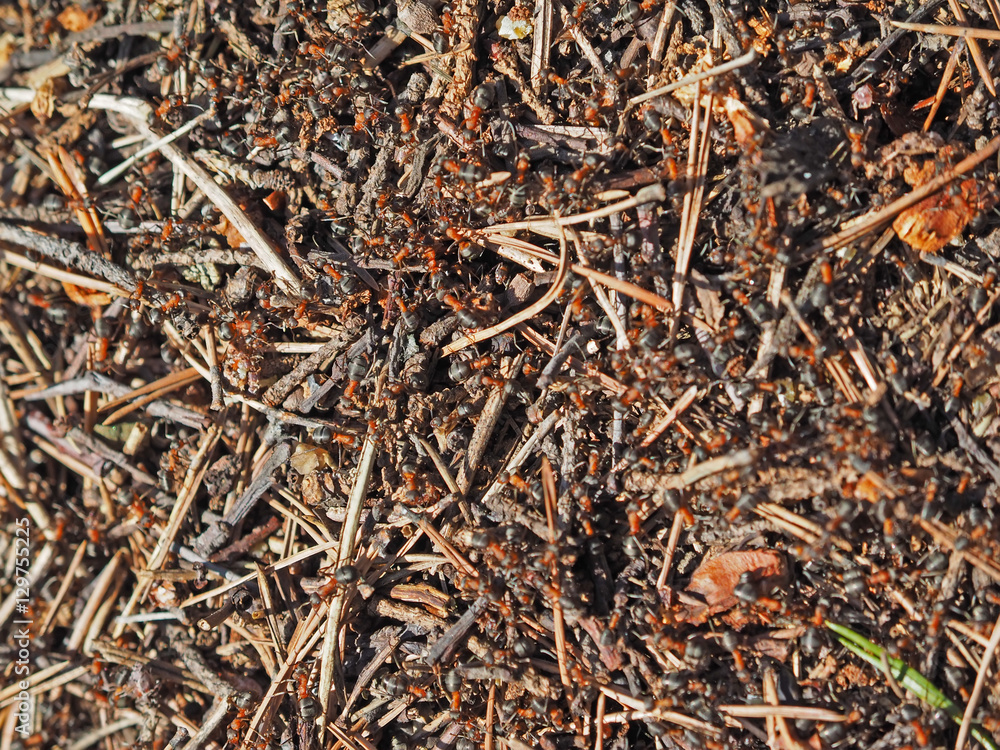 ants in an anthill