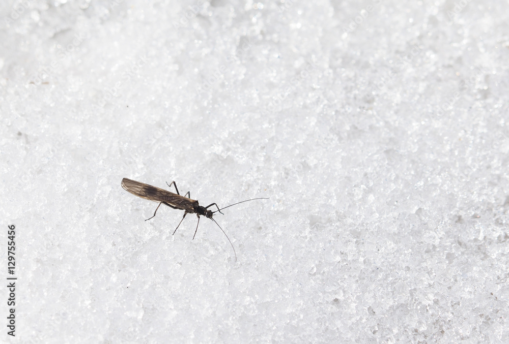 Obraz premium ephemera in the snow