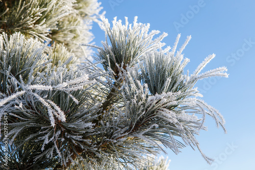 Pine branch with long needles covered with frost 
