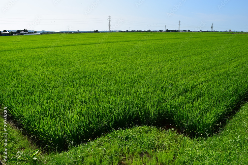 Obraz premium 田植え２ヶ月後の田園風景