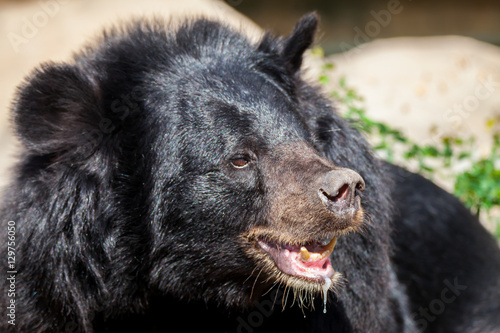 Asian great black bear.