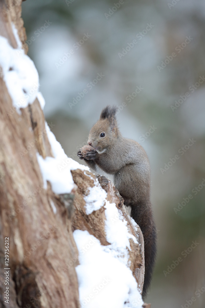 Obraz premium エゾリス,ネズミ目,リス科,リス属,キタリス種の亜種