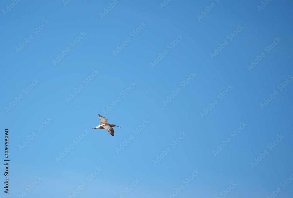 sandpiper bird in flight