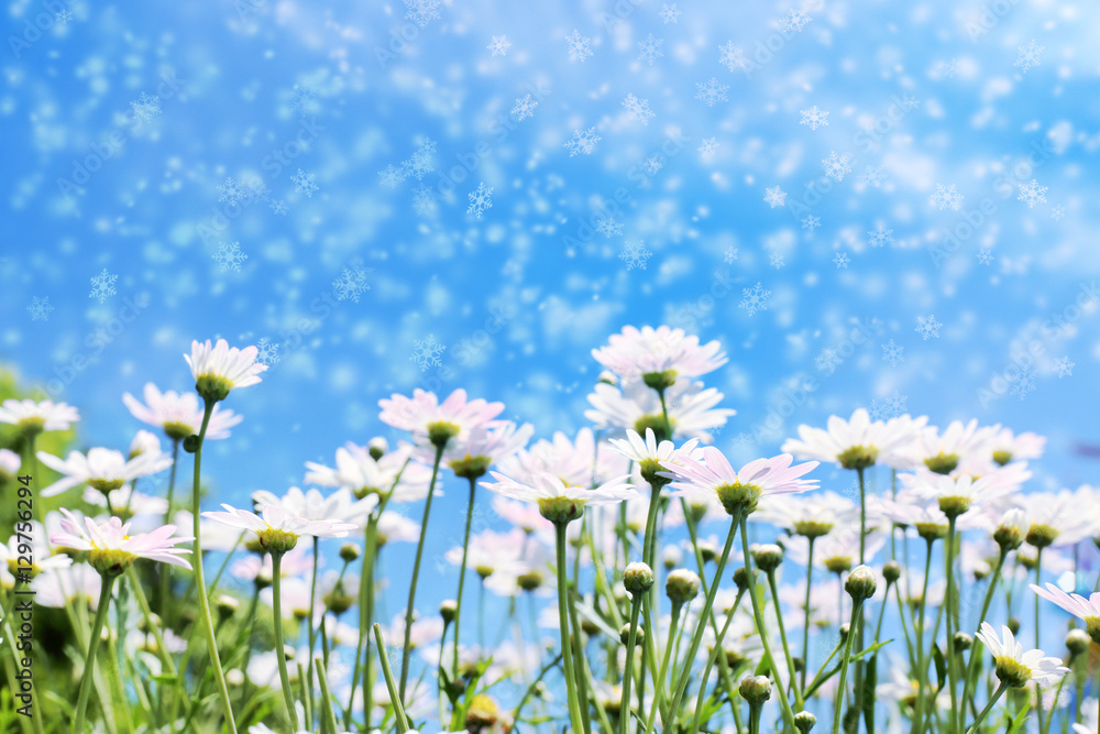 White daisy flowers in sunshine light with blue sky and snow fla White daisy flowers in sunshine light with blue sky and snow fla