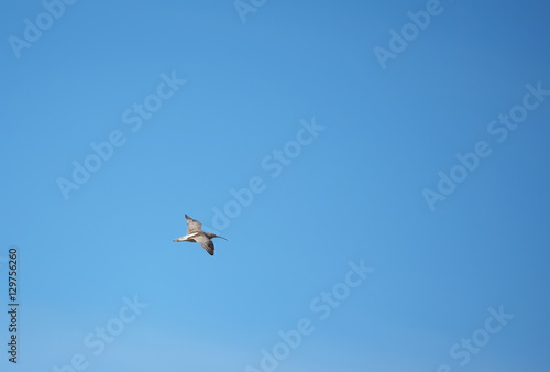 sandpiper bird in flight