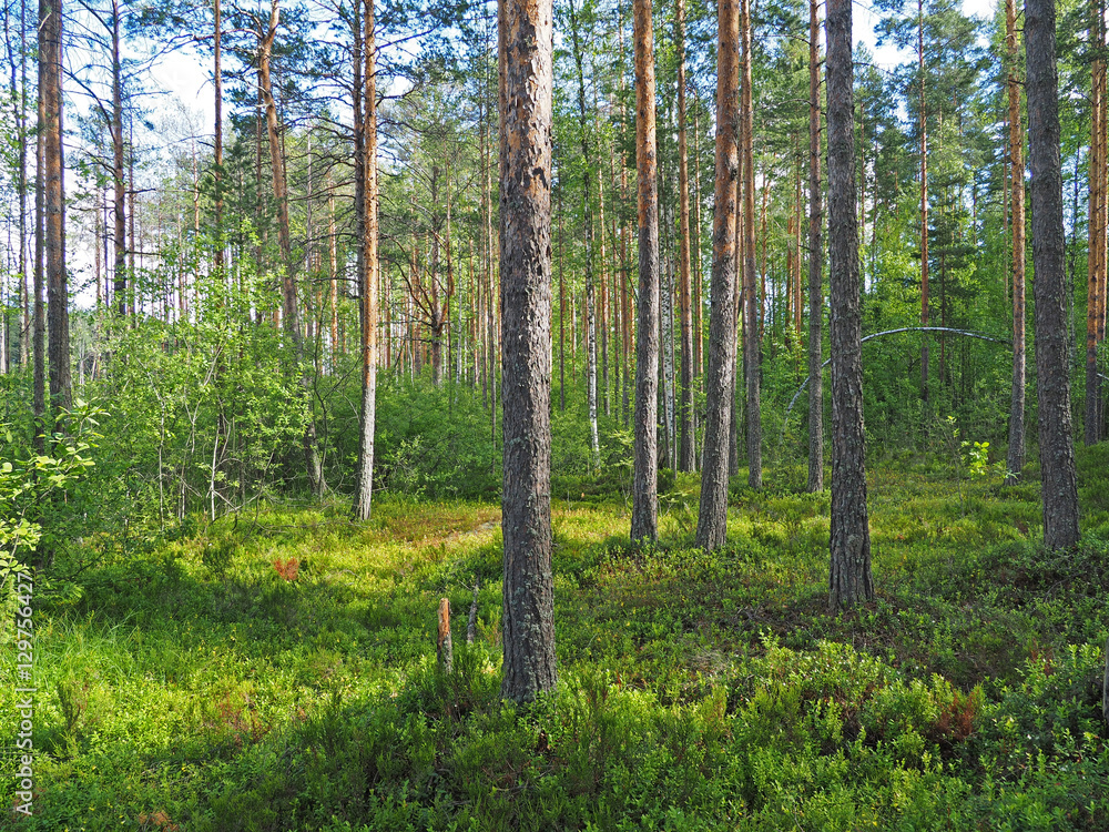 Obraz premium in the forest. summer