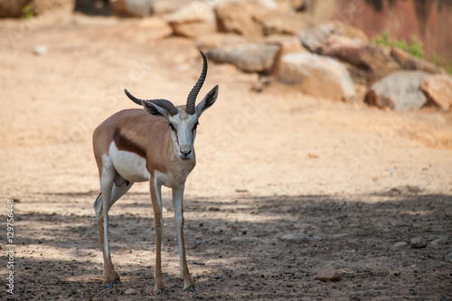 Springbok antelopes in the zoo. Antidorcas marsupialis 