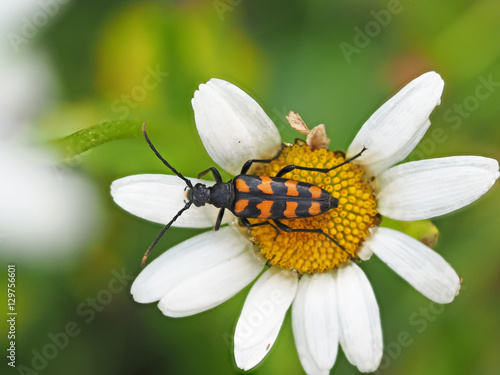 Beetle on camomile