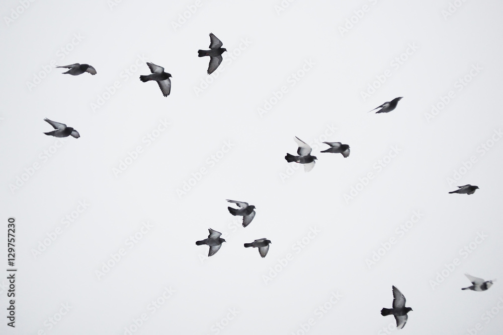 Obraz premium pigeons in flight