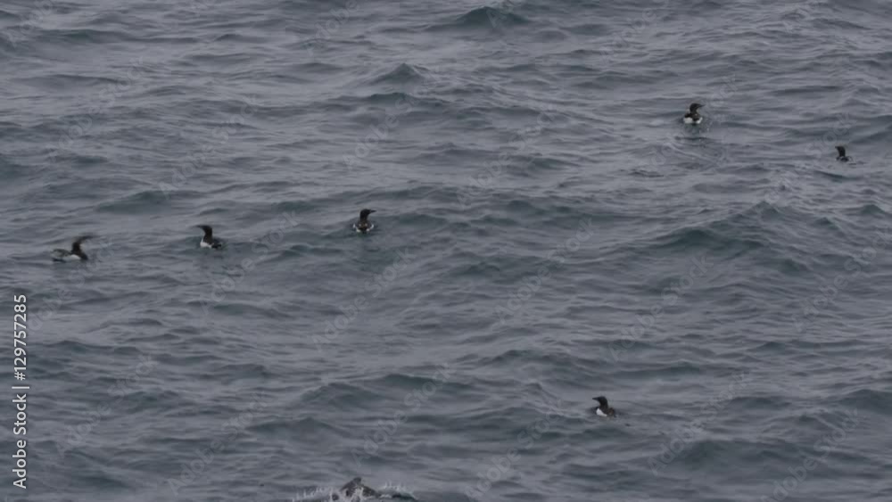 Slow Motion - Raft of Seabirds Flap and Swim Away Slow Motion - Raft of Seabirds Flap and Swim Away