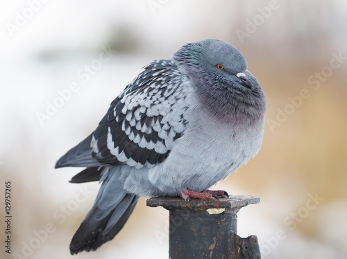 Canvas Print portrait of pigeon on the waterfront