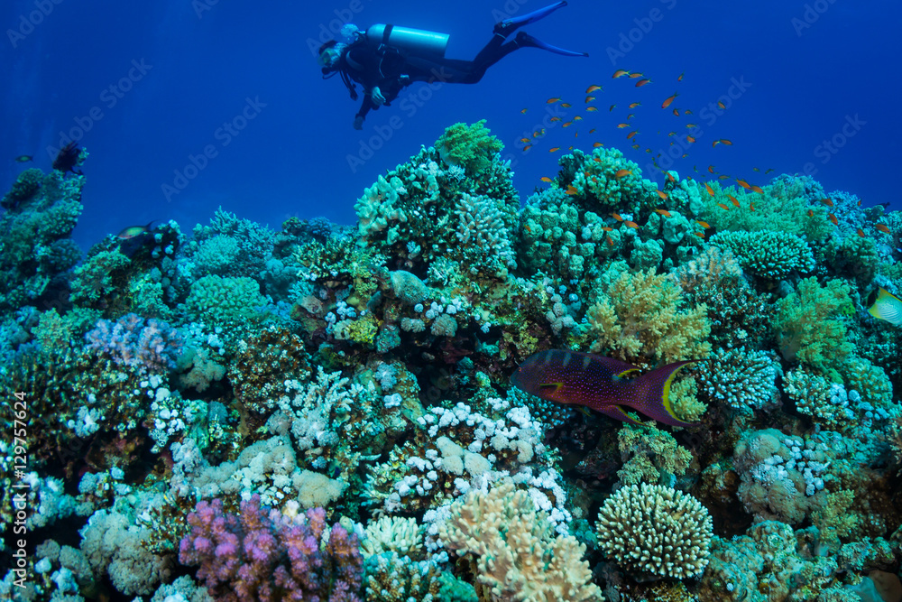 Fototapeta premium Diver on the reaf