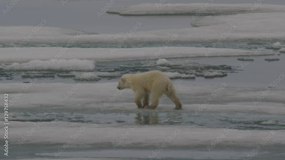 Slow motion - polar bear cub jumps and splashes as it scampers away Slow motion - polar bear cub jumps and splashes as it scampers away