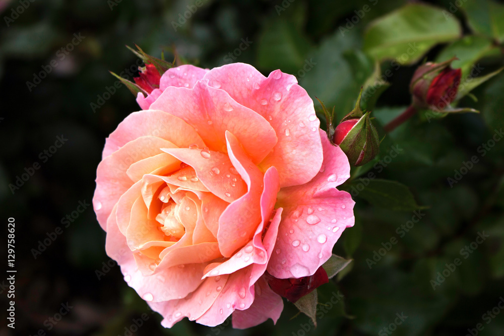 Beatiful rose with drops of dew Beatiful rose with drops of dew