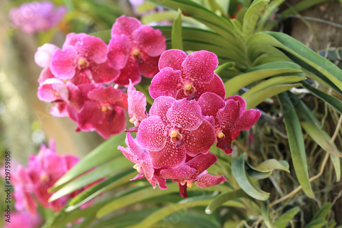 Fototapeta Naklejka Na Ścianę i Meble -  Bunch of Red vanda orchid in natural garden.