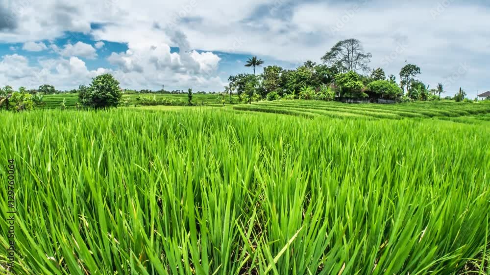 Timelapse of some beautiful rice fields on Bali, Indonesia. Timelapse of some beautiful rice fields on Bali, Indonesia.
