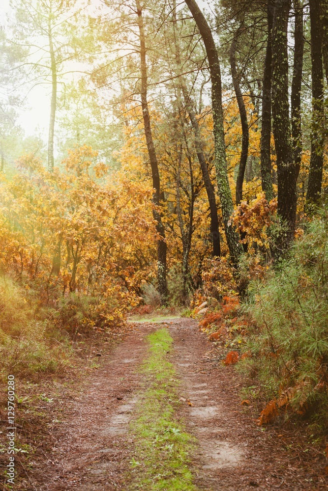 Beautiful path in the forest