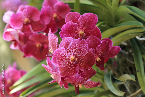 Fototapeta Naklejka Na Ścianę i Meble -  Bunch of red vanda orchid flower in natural garden.