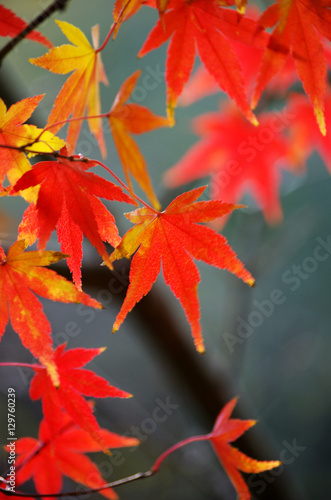 Beautiful maple leaves 