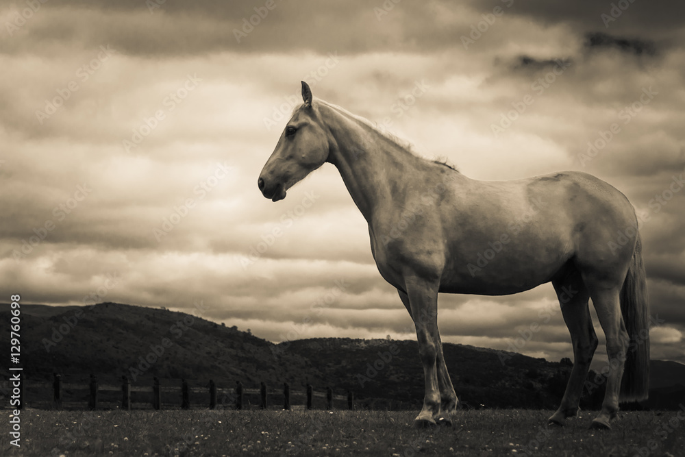 Proud horse against stormy sky Proud horse against stormy sky
