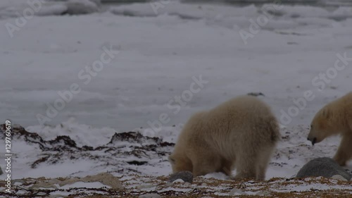 Adorable polar bear cubs dig and pounce searching kelp beds in arctic