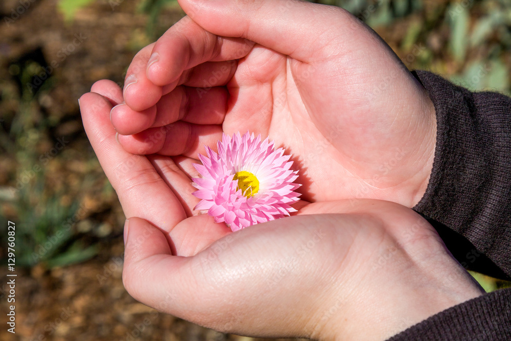 Pink daisy in palm.