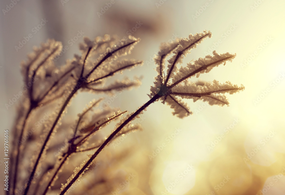 Hoarfrost on the plants in winter at sunset. Hoarfrost on the plants in winter at sunset.