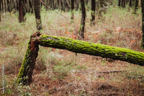 Broken runk of a tree with moss photo