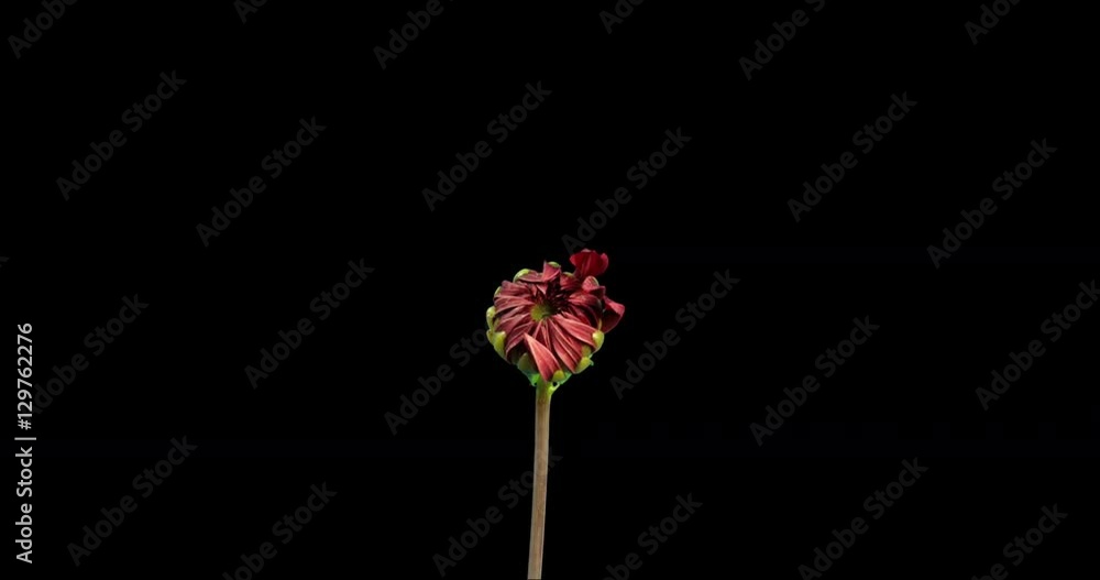 Blooming Red Dahlia Flower. Studio Isolated on a Black Background with Copy Space. Blooming Red Dahlia Flower. Studio Isolated on a Black Background with Copy Space.