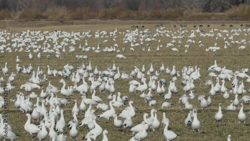 Two Snow Geese Land in Large Flock in Field photo