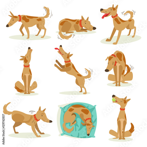 Brown Dog Set Of Normal Activities