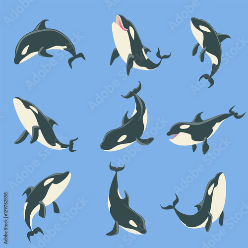 Arctic Orca Whale Different Body Positions Set Of Illustrations.