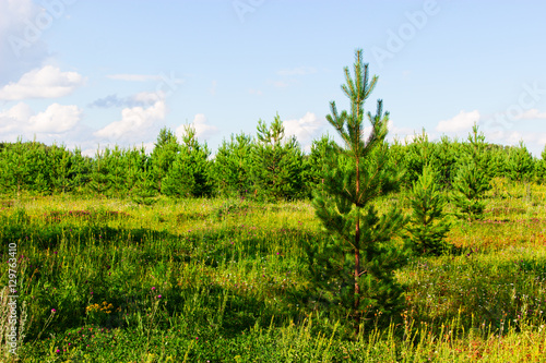 pine on forest background.