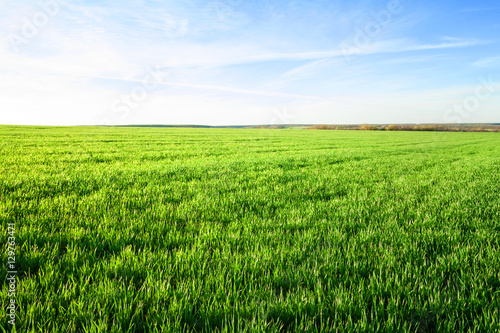 Field with green grass