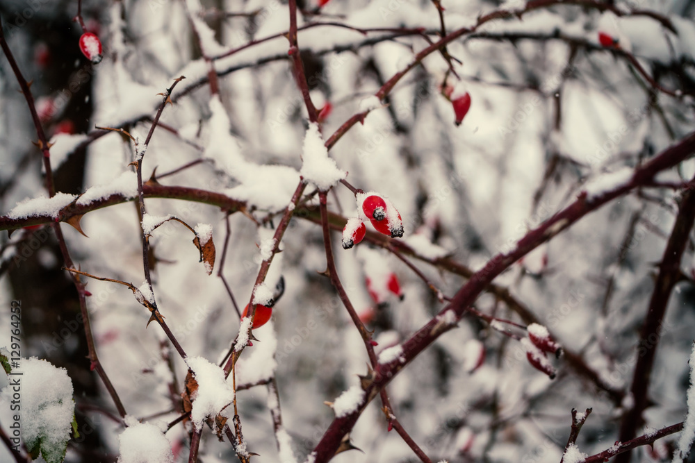 Red briar berry in snow, nature winter background Red briar berry in snow, nature winter background