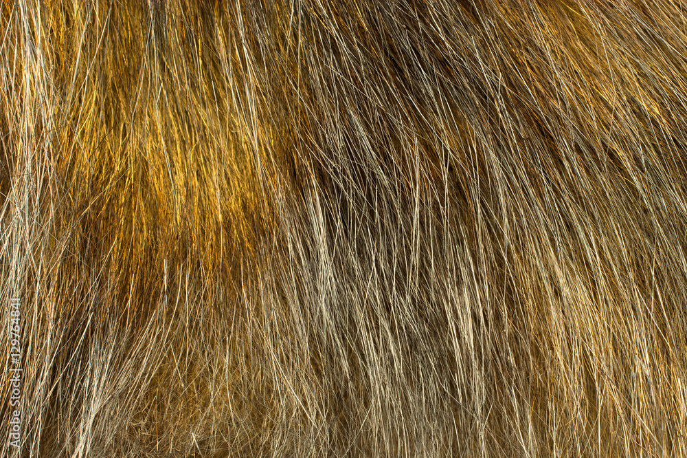 Fototapeta premium macro fur texture