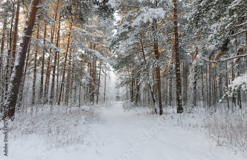 Cold day in the winter forest