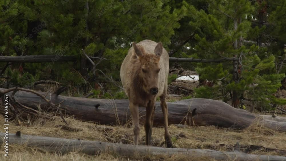 Slow motion cow elk leaving river over broken timber Slow motion cow elk leaving river over broken timber