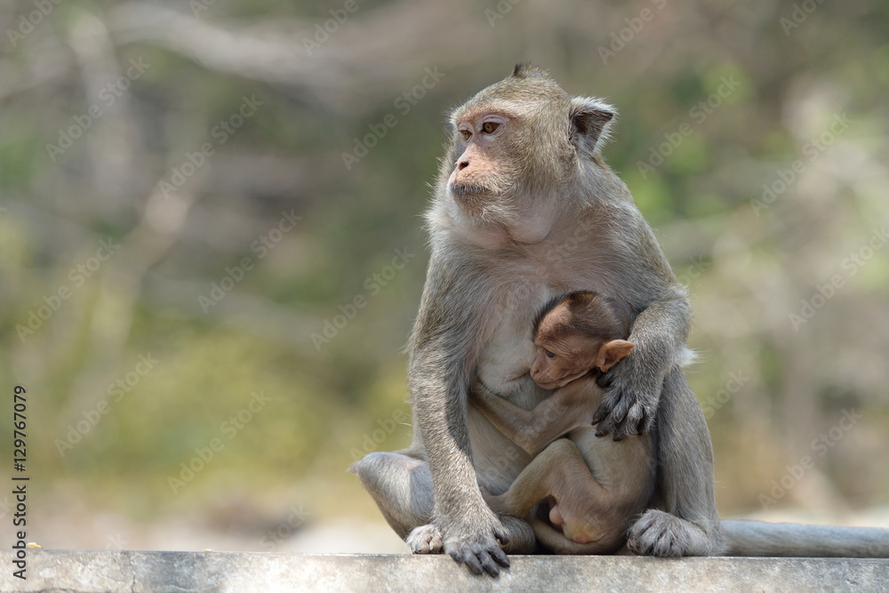 monkey with family